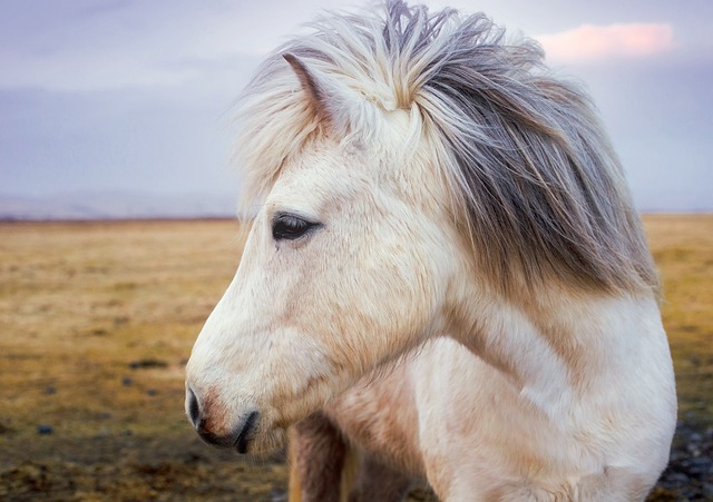 horse, horse rope