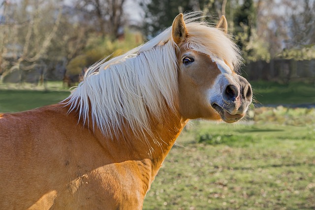 horse, horse rope