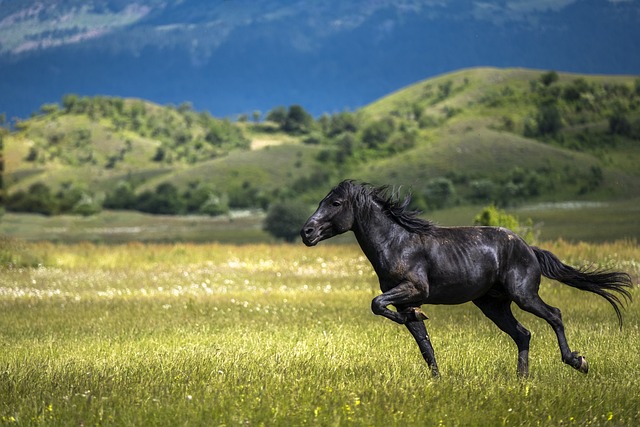 horse, horse rope