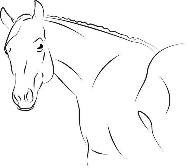 horse, horse rope