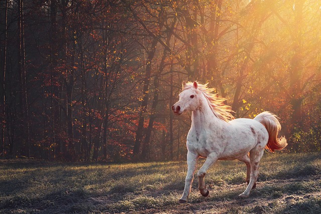 horse, horse rope