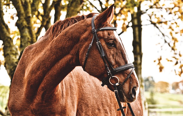 horse, horse rope