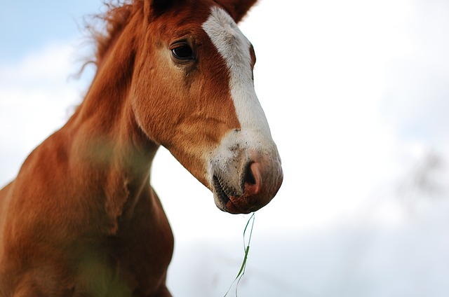 horse, horse rope