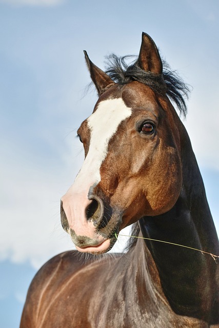 horse-horse-rope-640x480-41227406.jpeg
