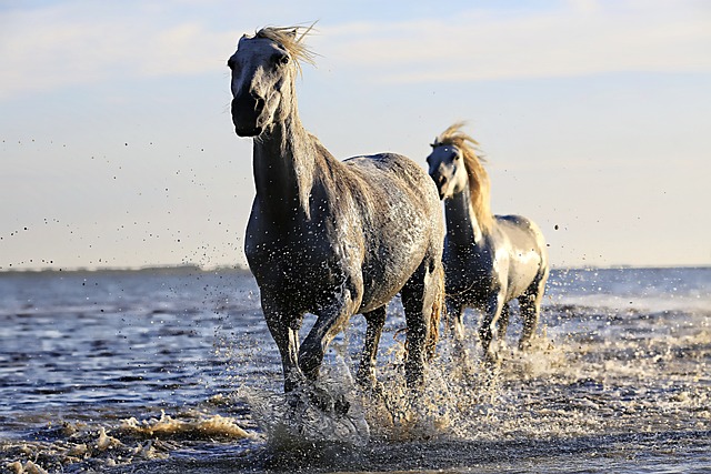 horse, horse rope