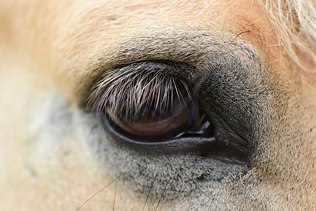horse, horse rope