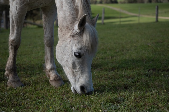 horse, horse rope