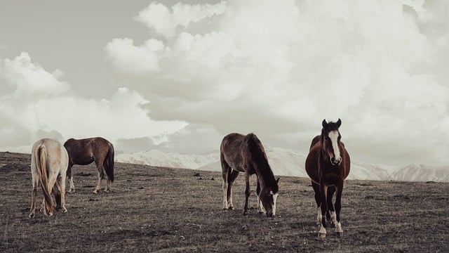 horse, horse rope