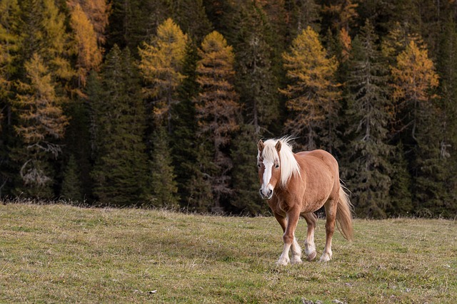 horse, horse rope