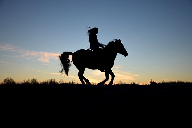 horse, horse rope