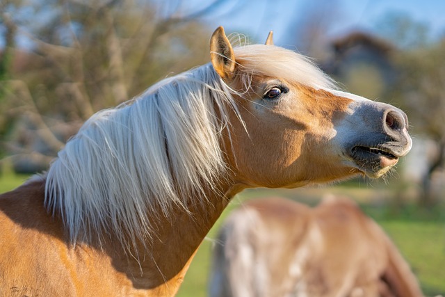 horse, horse rope
