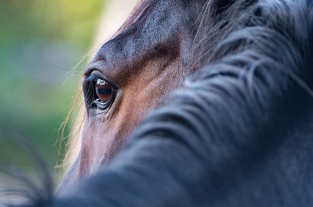 horse, horse rope