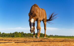 horse-horse-rope-640x480-72255605.jpeg