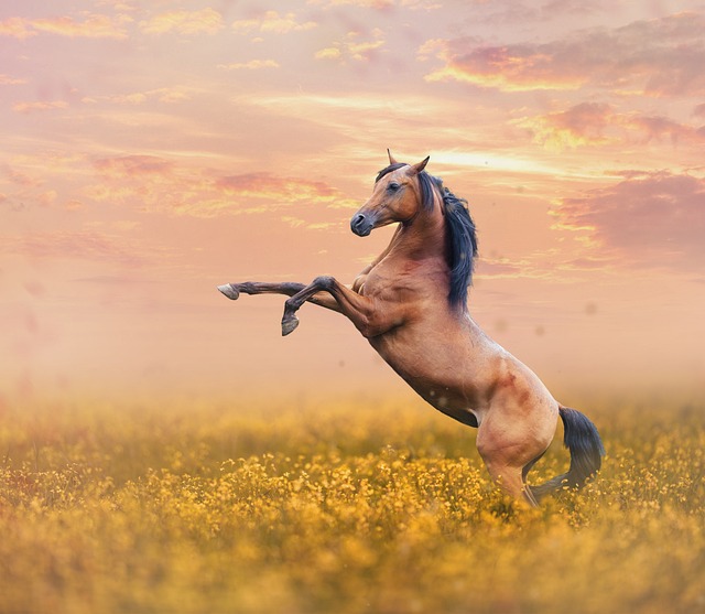 horse, horse rope