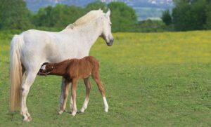 horse-horse-rope-640x480-74417364.jpeg