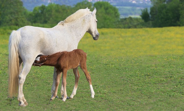 horse-horse-rope-640x480-74417364.jpeg
