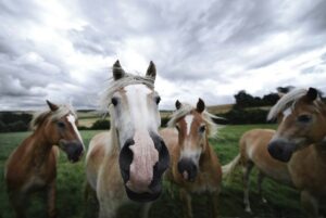 horse-horse-rope-640x480-85604407.jpeg