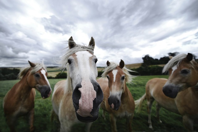 horse-horse-rope-640x480-85604407.jpeg