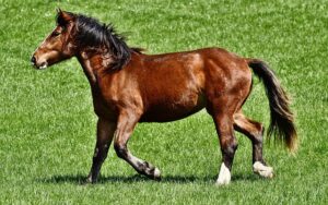 horse-horse-rope-640x480-88488029.jpeg