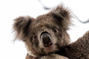 Maximizing Your Shepparton Real Estate Sale with Top-Rated Agents