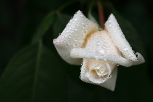 Comprehensive Guide to Funeral Director Services for Dignified Memorials and Cost-Effective Planning