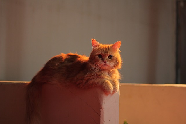 pet-sitting-640x480-16785067.jpeg