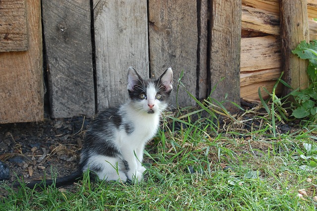 sheds, shed maufacturer