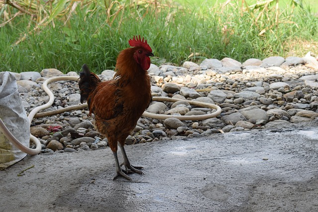 small businesses, local, 