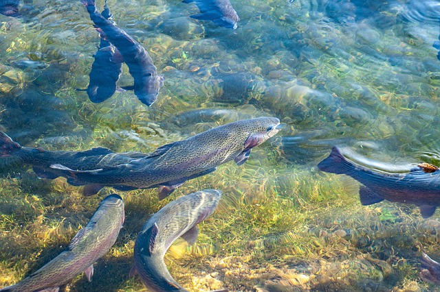 Trout, river fishing for trout