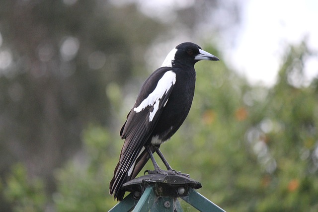 caravan accessories, Australian caravans, 