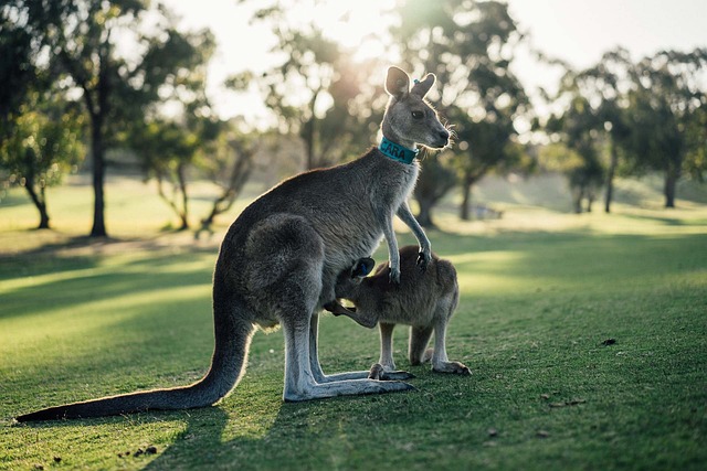 caravan, Australia caravan.