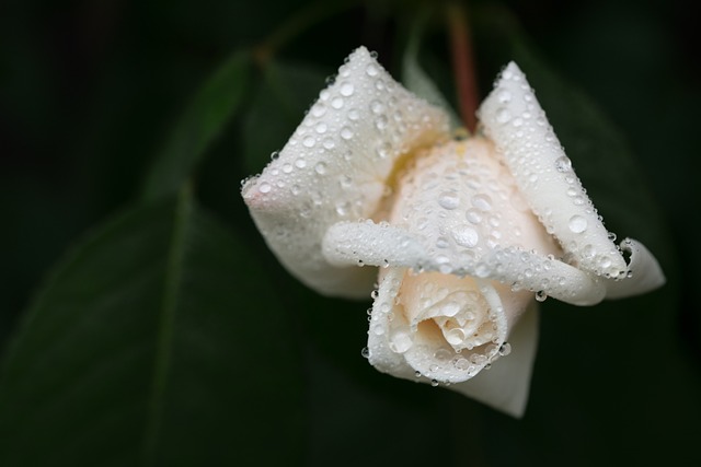 caring, grief, support 