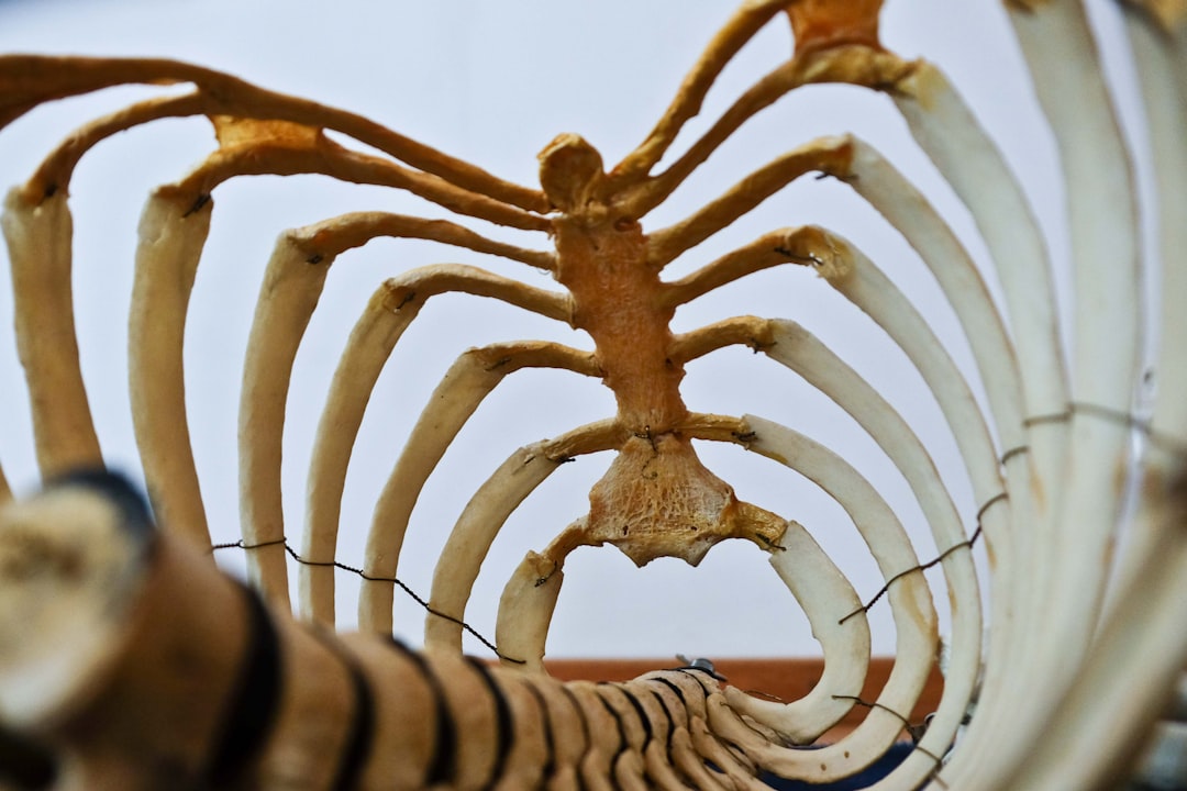 Chiropractic Wellness: Enhancing Health with Local Chiropractor Expertise in Runaway Bay