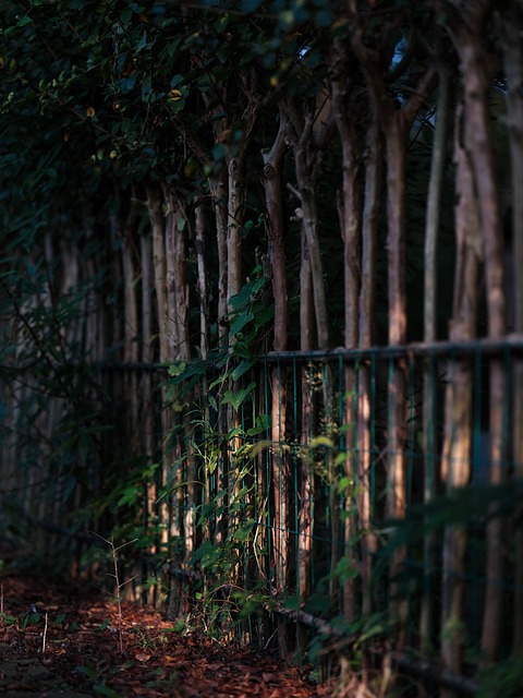 colorbond fencing,  Backyard colorbond fences
