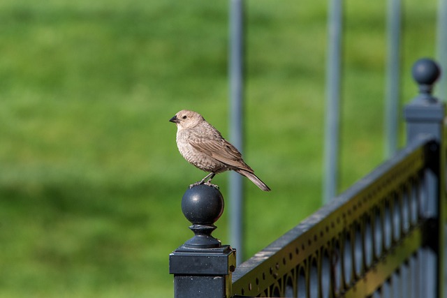 colorbond-fencing-backyard-colorbond-fe-640x480-72141732.jpeg
