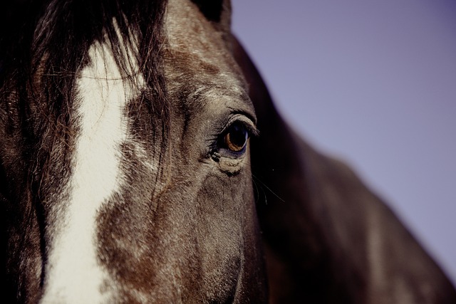 horse, horse lead rope