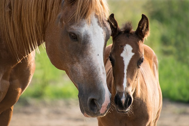 horse, horse lead rope