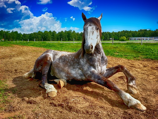 horse, horse lead rope