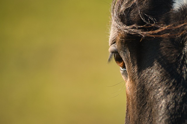 horse, horse lead rope