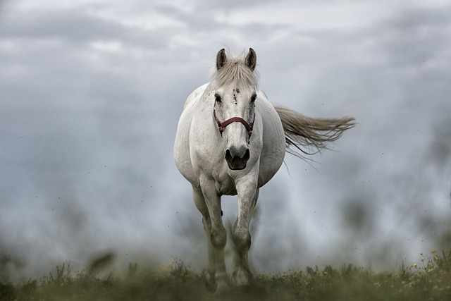 horse, horse lead rope