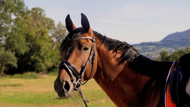 horse, horse lead rope