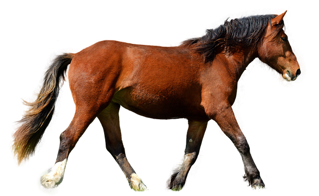 horse-horse-lead-rope-australian-made-640x480-32651728.png