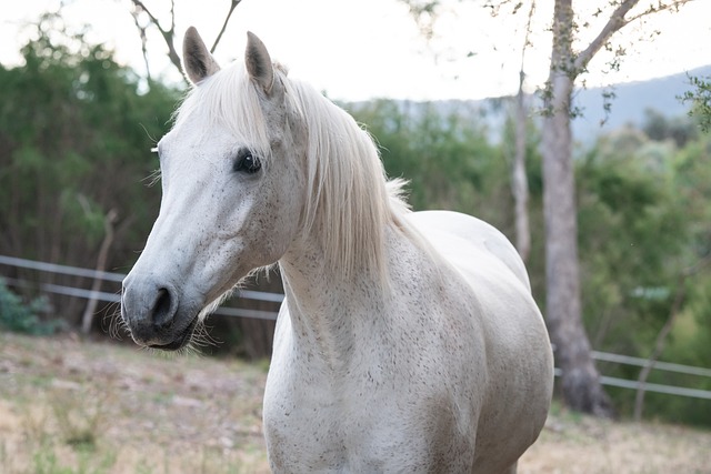 horse-horse-lead-rope-australian-made-640x480-45398645.jpeg
