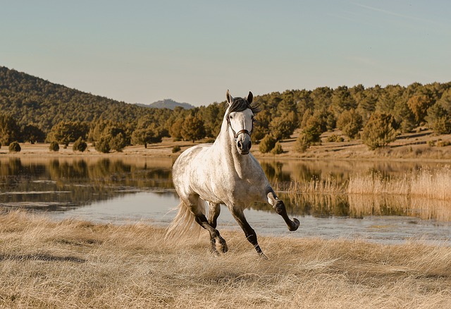 horse-horse-lead-rope-australian-made-640x480-51029529.jpeg