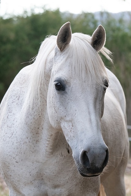 horse-horse-lead-rope-australian-made-640x480-51607596.jpeg