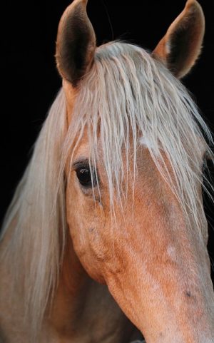 horse-horse-lead-rope-australian-made-640x480-65416635.jpeg