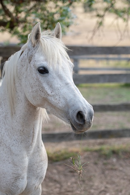 horse, horse lead rope, Australian made