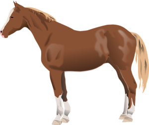 horse-horse-lead-rope-australian-made-640x480-74666321.png