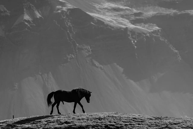 horse, horse lead rope, horses