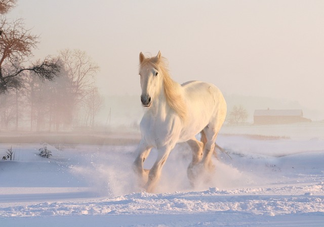 horse, horse lead rope, horses